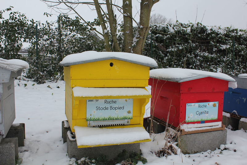 La ruche Stode Bopied